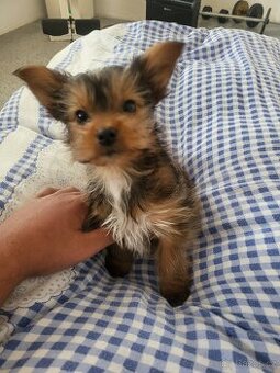 Jorksirsky teriér křížení