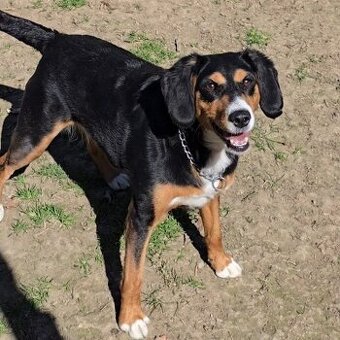 Bella, 5 let, X bígl, hodná, milá, aktivní