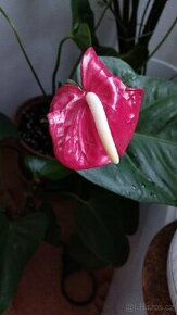 Anthurium, pokojová rostlina