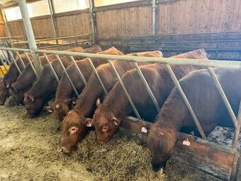 Plemenní býci Aberdeen Angus