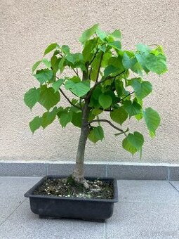 Bonsai, Bonsaj, jamadori, lípa srdčitá
