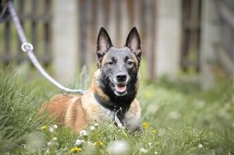 Magie - x Belgický ovčák Malinois, 3 roky