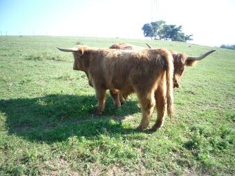 Highland - 1