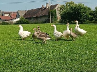 Odrostlá housata hus divokých