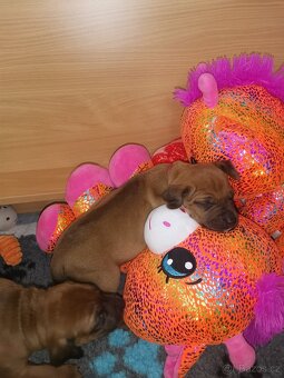 Rhodéský ridgeback - štěňátka k rezervaci 🩷💙