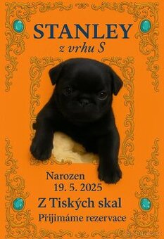 Mops s PP
