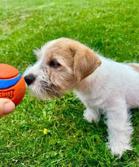 Jack Russell Terier - pejsek , stene s PP