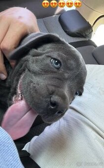 Cane Corso