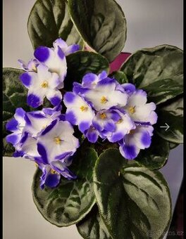 Fialka fialová + bílá strakatá, nakvétá - 1