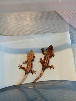 pagekon řasnaty zamluvené