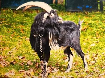 Kozy, kozlík a kozel