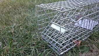 Past/klec na kuny, mysi