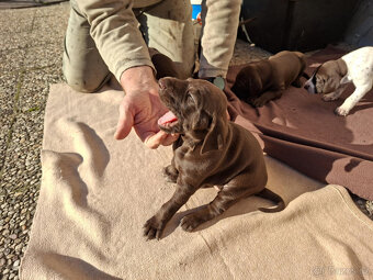 Německý krátkosrstý ohař - Prodám štěňata