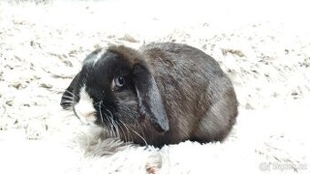 Zakrslý beránek, králíček, králík-LADY