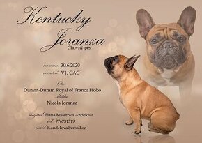 Francouzský buldoček s PP ke krytí