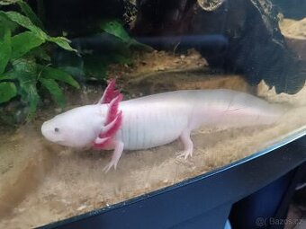 Axolotl prodej