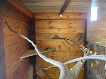 Neoféma tyrkysová přírodní