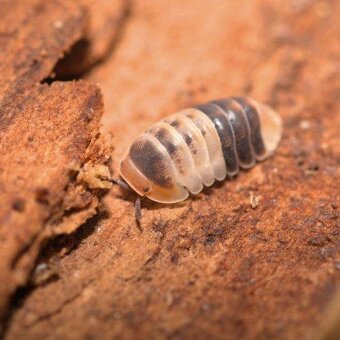 Isopody - stínky: Cubaris sp. White shark