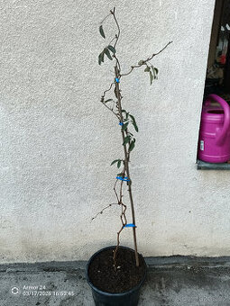 AKEBIE PĚTIČETNA - ČOKOLADOVA REVA