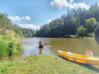 Pastevní ustájení za 1500,-  Rakousy pod Jílovým u Prahy