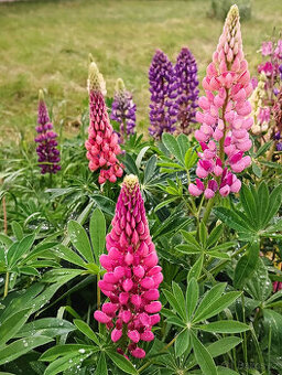 semena LUPINY (vlčí bob) - různé barvy - viz text a fota