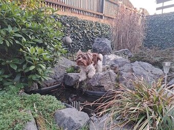 Yorkshire teriér s PP/ krytí