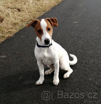 Jack Russell teriér