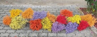 Barvená statice tatarika