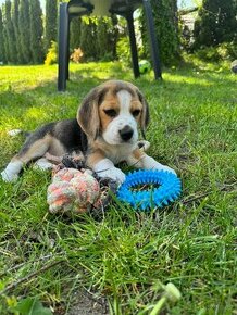 Bígl Beagle pejsek