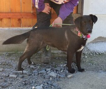 TIFANY K ADOPCI - 1 ROK, KAMARÁDSKÁ,VESELÁ,CHYTRÁ - 1