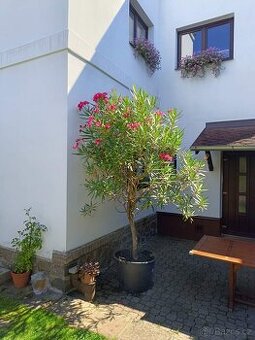 Oleandry - 1