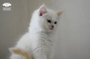 Ragdoll s PP – creme bicolor kocourek na výstavy a chov