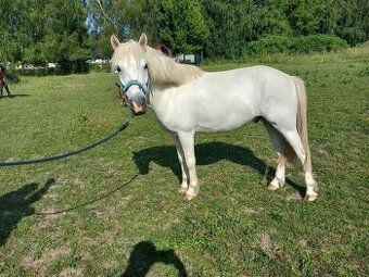 8-ročný valach pony