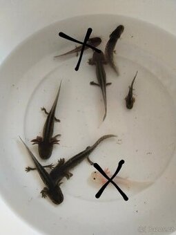 Axolotl mexický