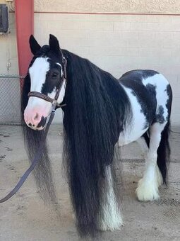 Irish Tinker- vanner gypsy