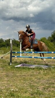 Pony kategorie B