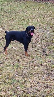 Rotweiler ke krytí