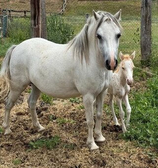 Kobyla Welsh mountain pony 9 let