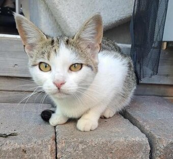 Kočička Kazeta hledá nový domov