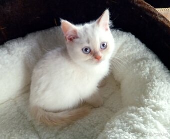 Britská koťátka s PP