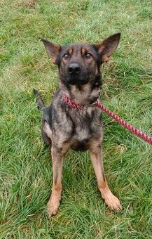 Německý ovčák pes bez PP