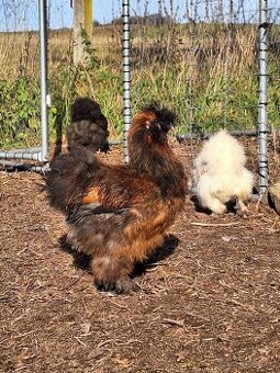 Hedvabnicka velka vousata