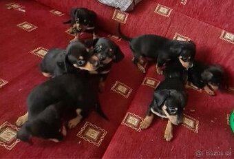 Jezevčík trpasličí