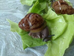 Africký šnek Archachatina Marginata Suturalis