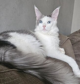 Mainská mývalí - nabízím krytí kocoura s modrýma očima