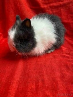 ZAKRSLÝ TEDDY KRÁLÍČEK - KRÁLÍČCI