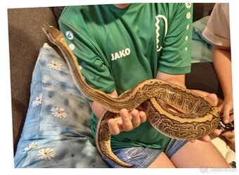 Krajta královská - 1