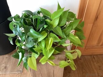 Epipremnum do závěsného kvetinace