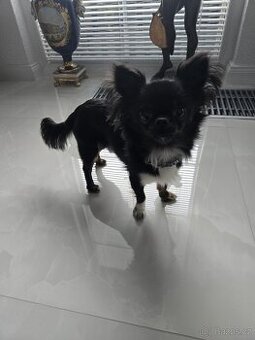 Pejsek čivavy na krytí