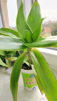 léčivá KALÍSIE vonná - - viz text a fota